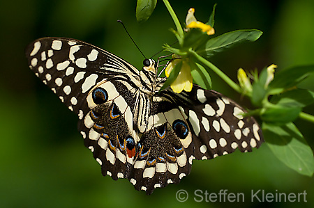 092 Afrikanischer Schwalbenschwanz - Papilio demedocus